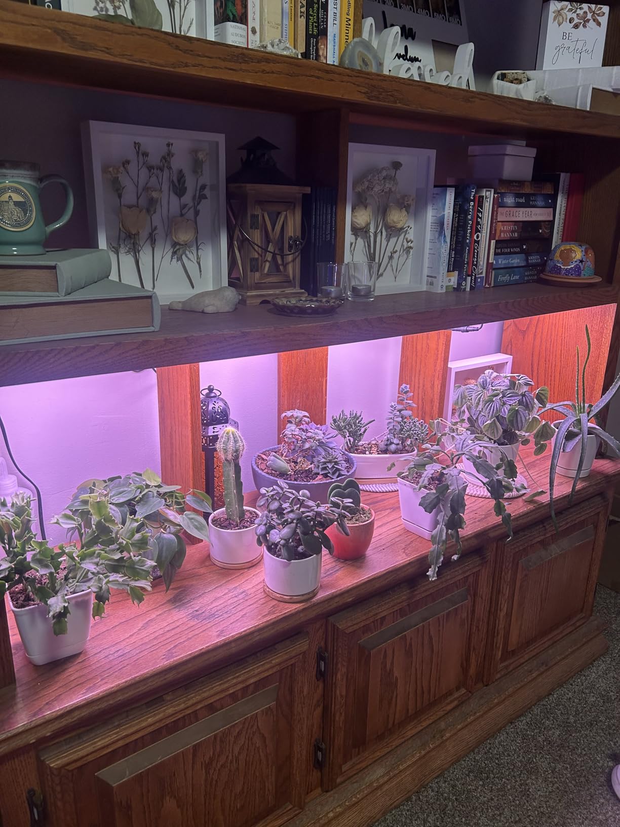 Barrina Grow Lights for Indoor Plants, 2 x 10W Ultra-Thin Grow Light Panel customer photo 2