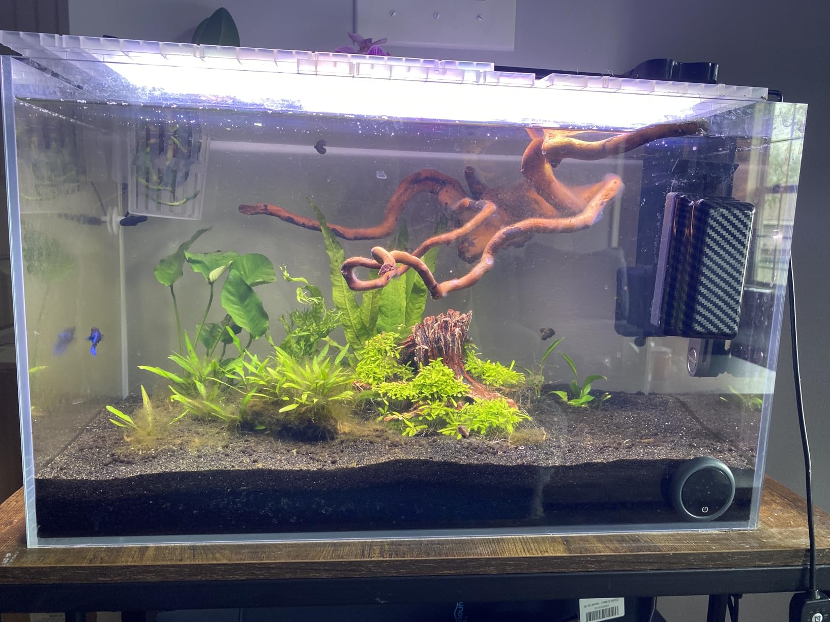 LAQUAL Rimless Glass Aquarium Starter Kit (3 Gal), Ultra Clear Low Iron Glass Fish Tank Set, Small Beta Fish Tank & Filter with Surface Skimmer & 3-Mode LED Light customer photo 1