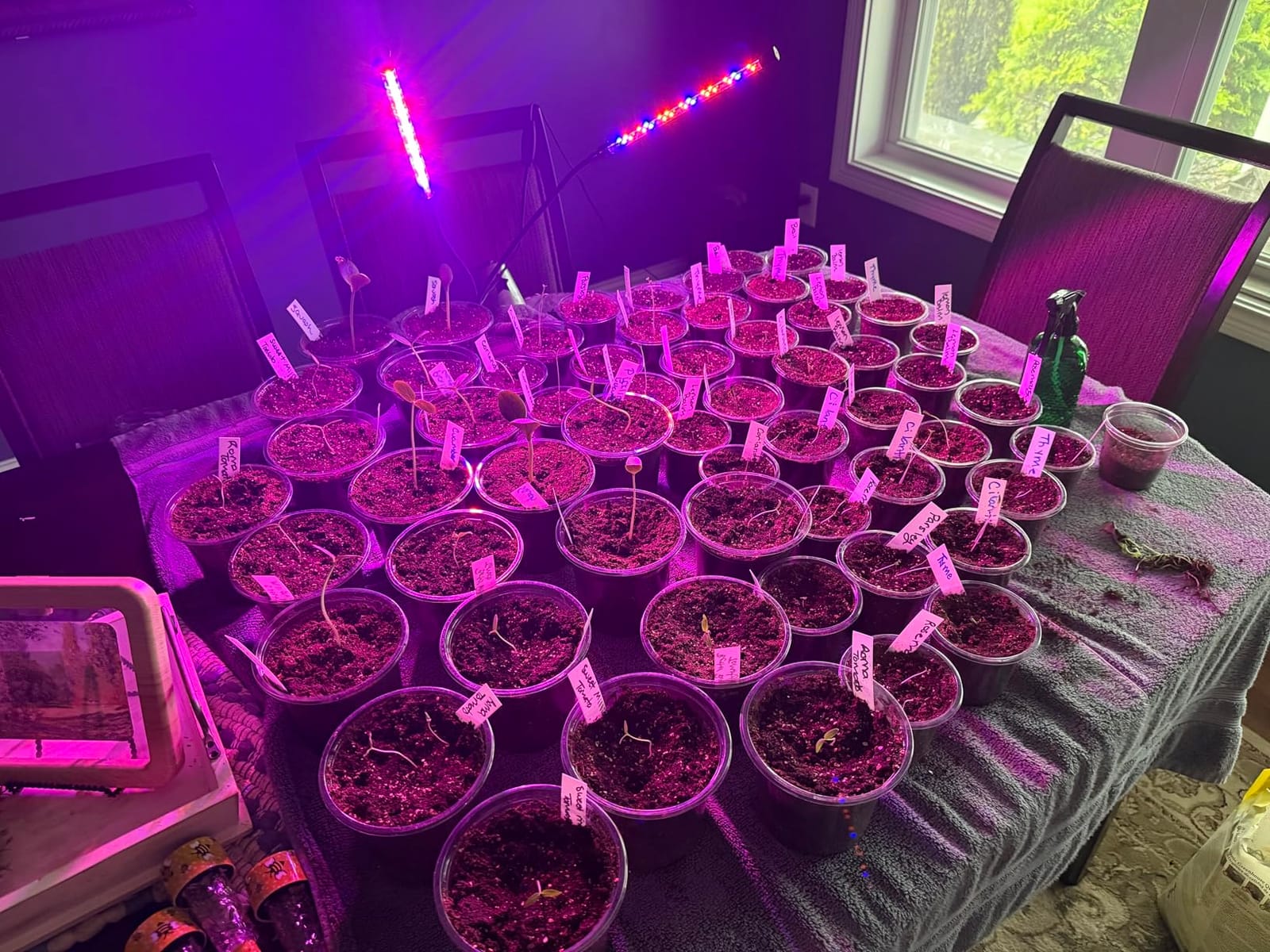 Garpsen Grow Lights for Indoor Plants, 2 Heads Clip On Plant Light, 40 LEDs customer photo 2