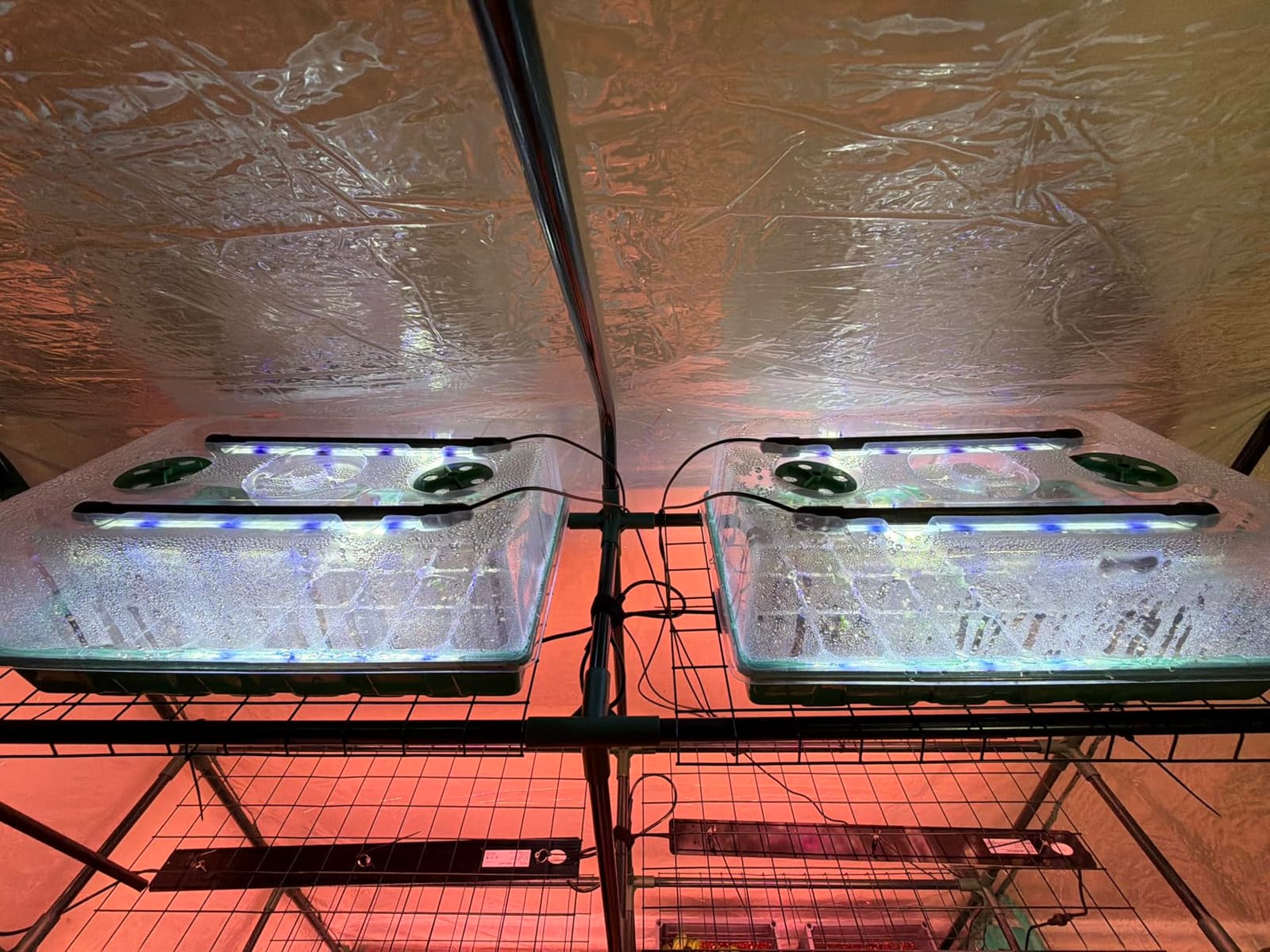 Sondiko Seed Starter Tray with Grow Light, 80 Cells Starter Kit customer photo 1