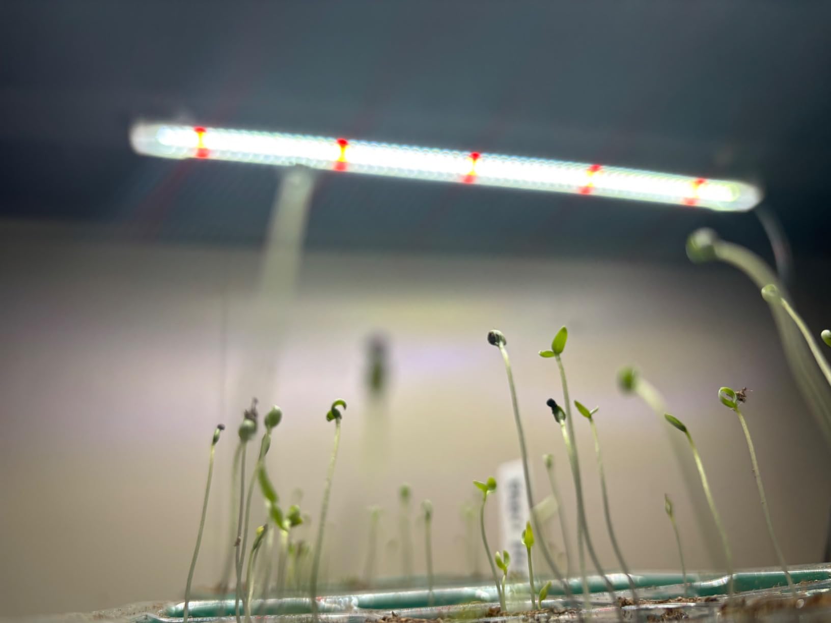 Wiaxulay 16in Plant Grow Light Strip for Indoor Growing, Full Spectrum 15W customer photo 1