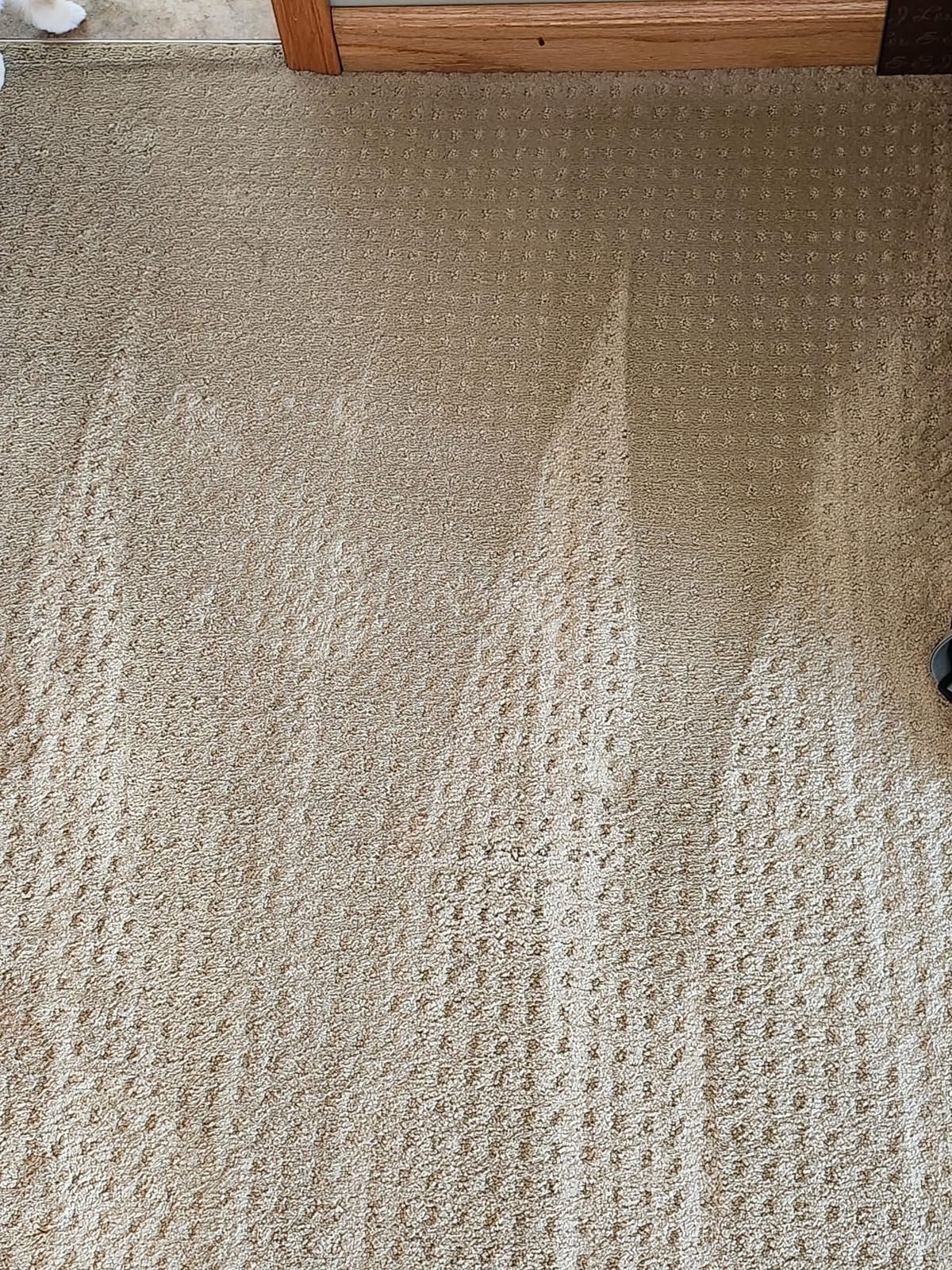 Shark CarpetXpert StainStriker Carpet & Upholstery Cleaner, 3 Tools, EX201 customer photo 2