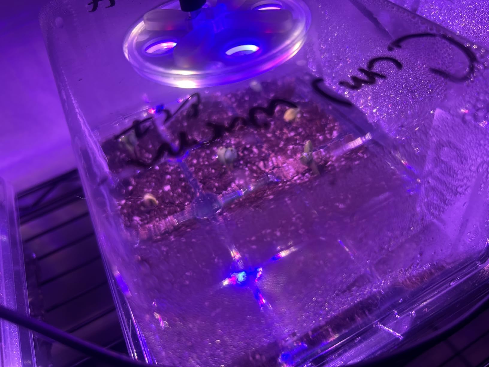 Bonviee Seed Starter Trays with 12-LED Grow Lights, Clear, 5 Pack customer photo 1