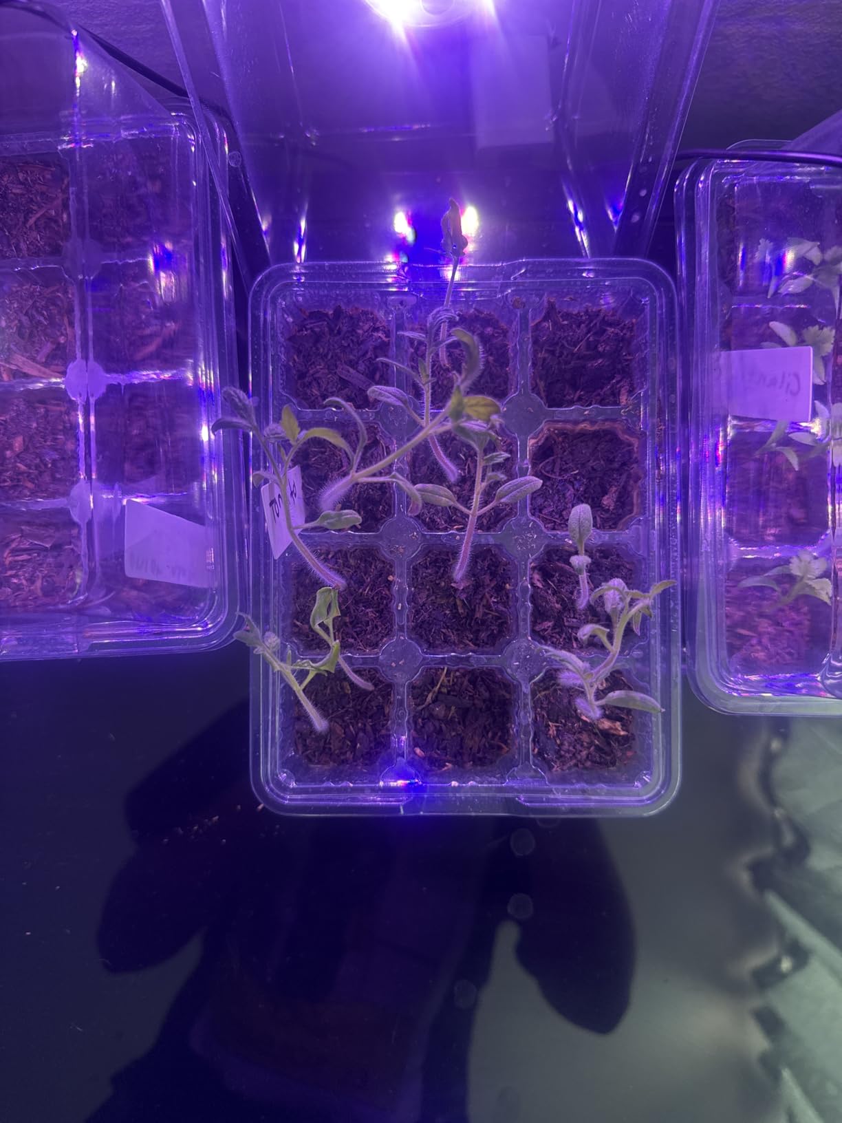 Bonviee Seed Starter Trays with 12-LED Grow Lights, Clear, 5 Pack customer photo 2