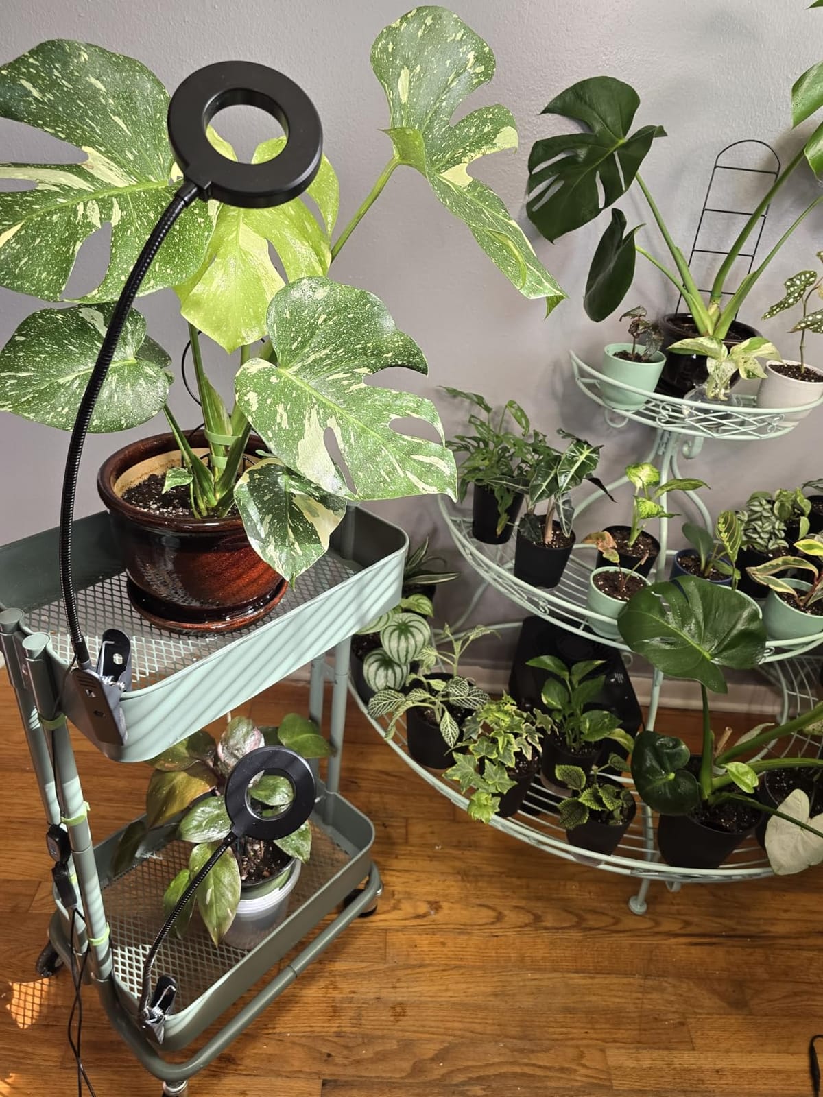 wolezek 2 in 1 Grow Lights for Indoor Plants, 3 Colors Plant Grow Lights customer photo 2