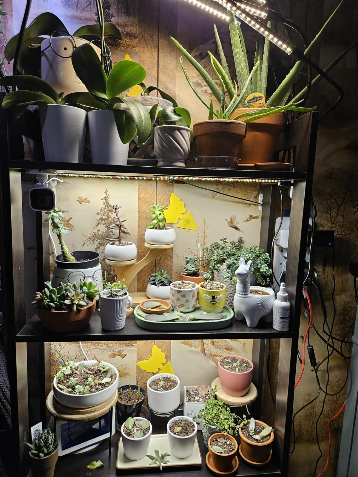 Grow Lights for Indoor Plants,Ultra-Thin Panel Grow Lamp,158LEDs Full Spectrum Grow Lights for Under Cabinet Plant, Grow Lamp with 3/9/12H Timer,10 Dimmable Levels for Plants Growing(2PCS) customer photo 2