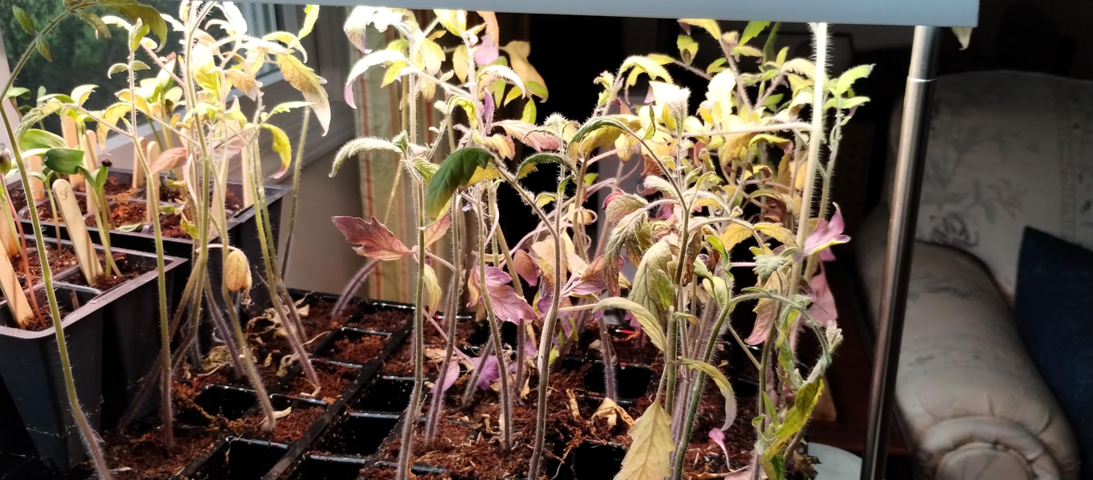 FOXGARDEN Grow Light Stand, Advanced LED Plant Growth Lighting with 4/8/12H Timer, 6 Dimming Options, and Adjustable Height - Optimal for Indoor Plants in Seedlings, Vegetative, and Flowering Phases customer photo 2