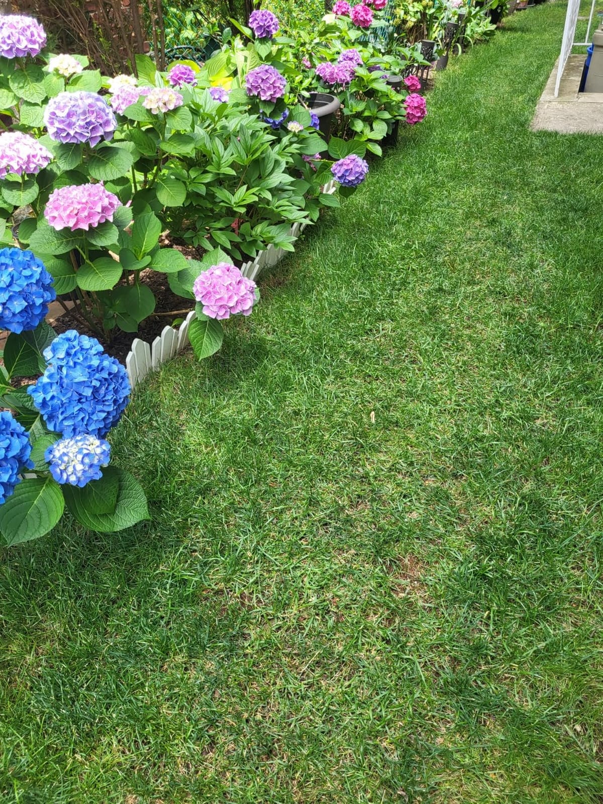 Colwelt Aerator Lawn Tool, Manual Lawn Grass Aerator with Rugged Wide Spike customer photo 1
