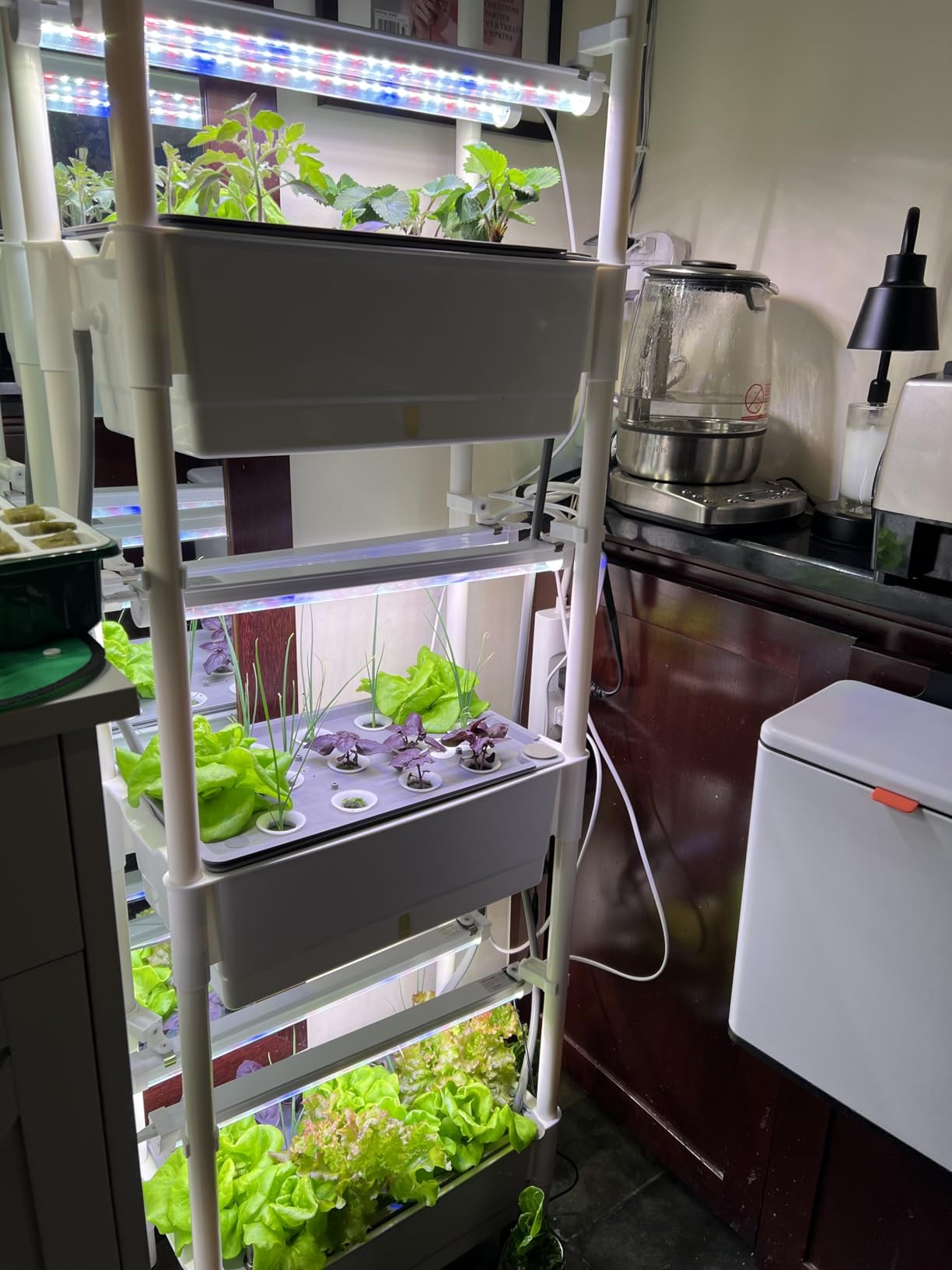 Hydroponics Growing System,AOONEG 42Pods Indoor Herb Garden with LED Grow Light,Hydroponics Growing System Kit with Automatic Timer,Pump System,Adjustable Height,No Seed customer photo 1