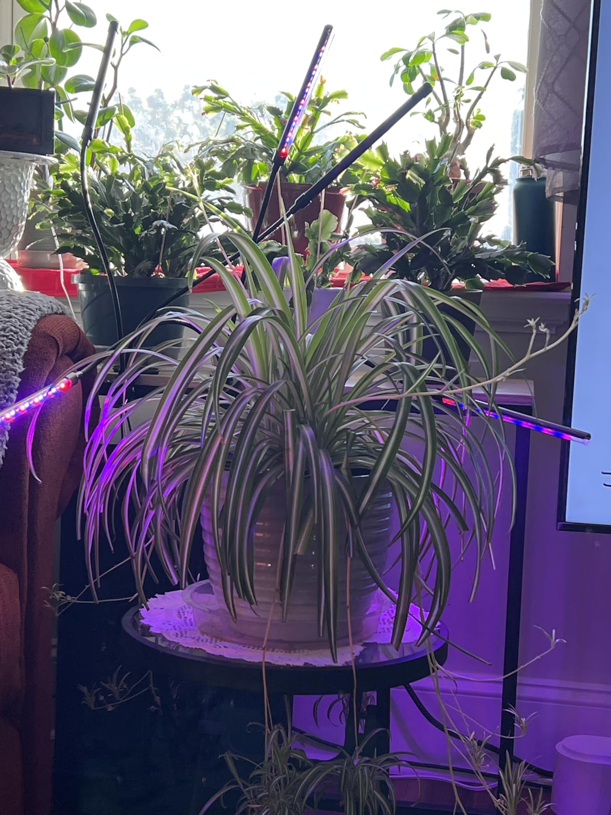 Grow Lights for Indoor Plants, Upgrade 84 LEDs Clip Plant Lights, Full Spectrum LED Plant Growing Lamps with Flexible Gooseneck, 3/9/12H Timer, 3 Spectral Modes, 10 Dimmable Levels (2 Head 1 Pack) customer photo 1