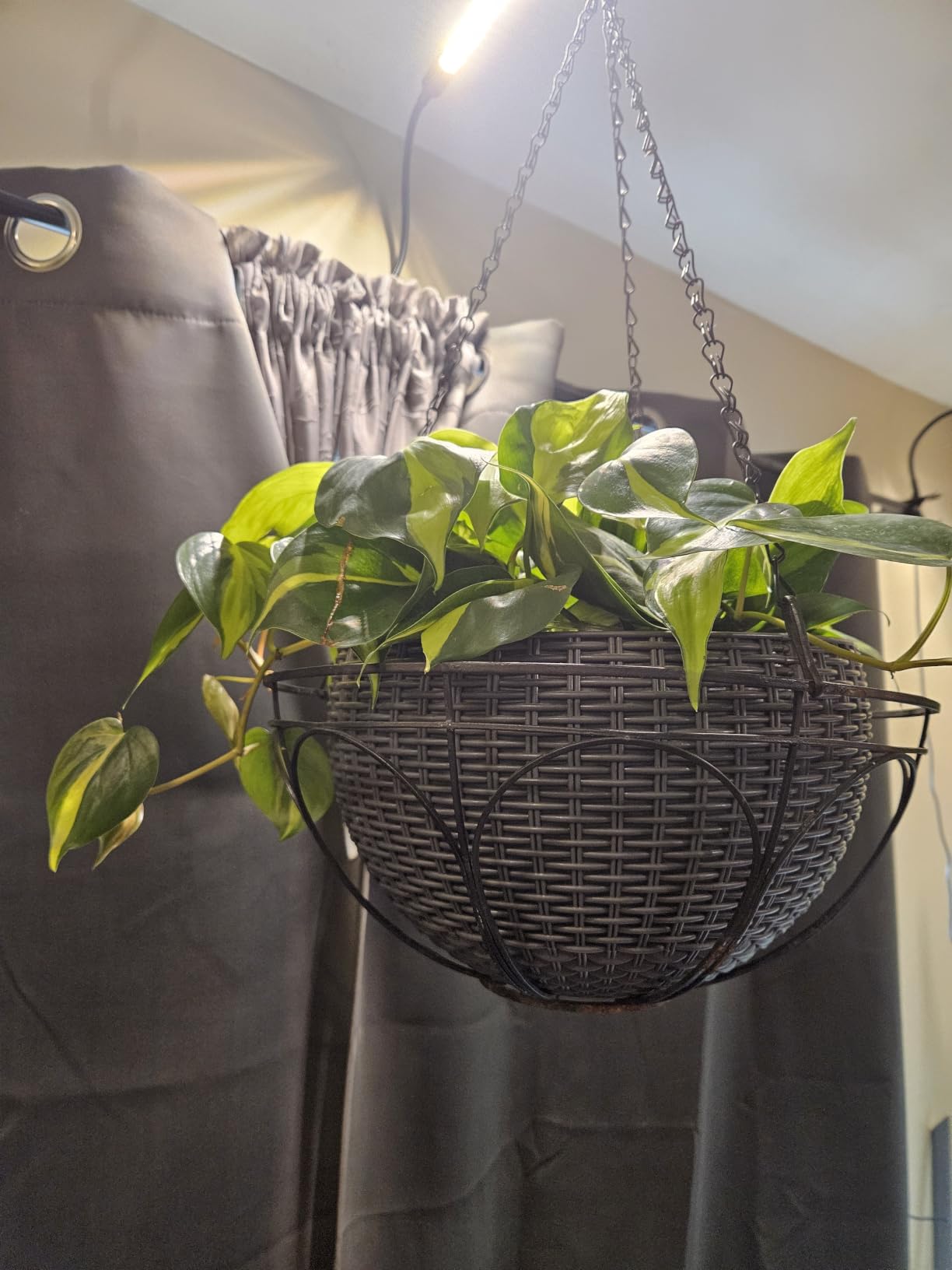 Game Changer! FECiDA 2026 3Pack Clip on Grow Lights for Single Pot Plant customer photo 2