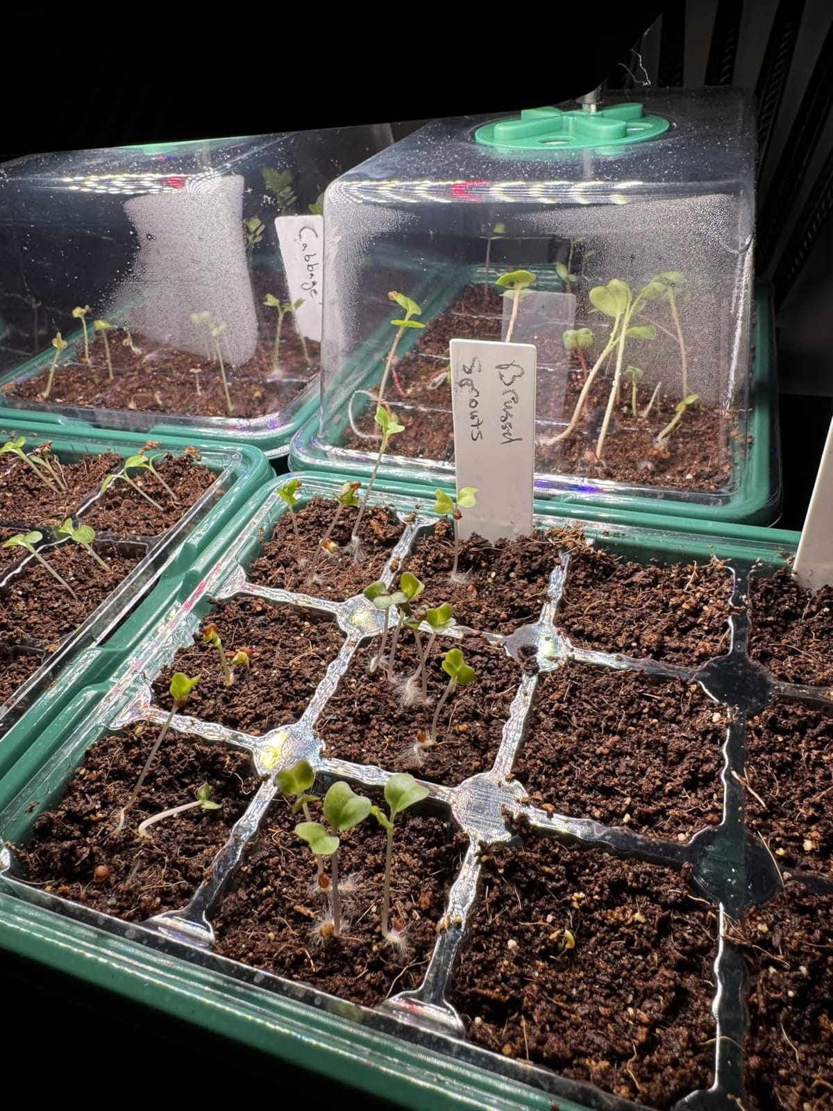 MIXC 6 Pack Seed Starter Kit with Grow Light, Vented Humidity Dome, Green customer photo 1