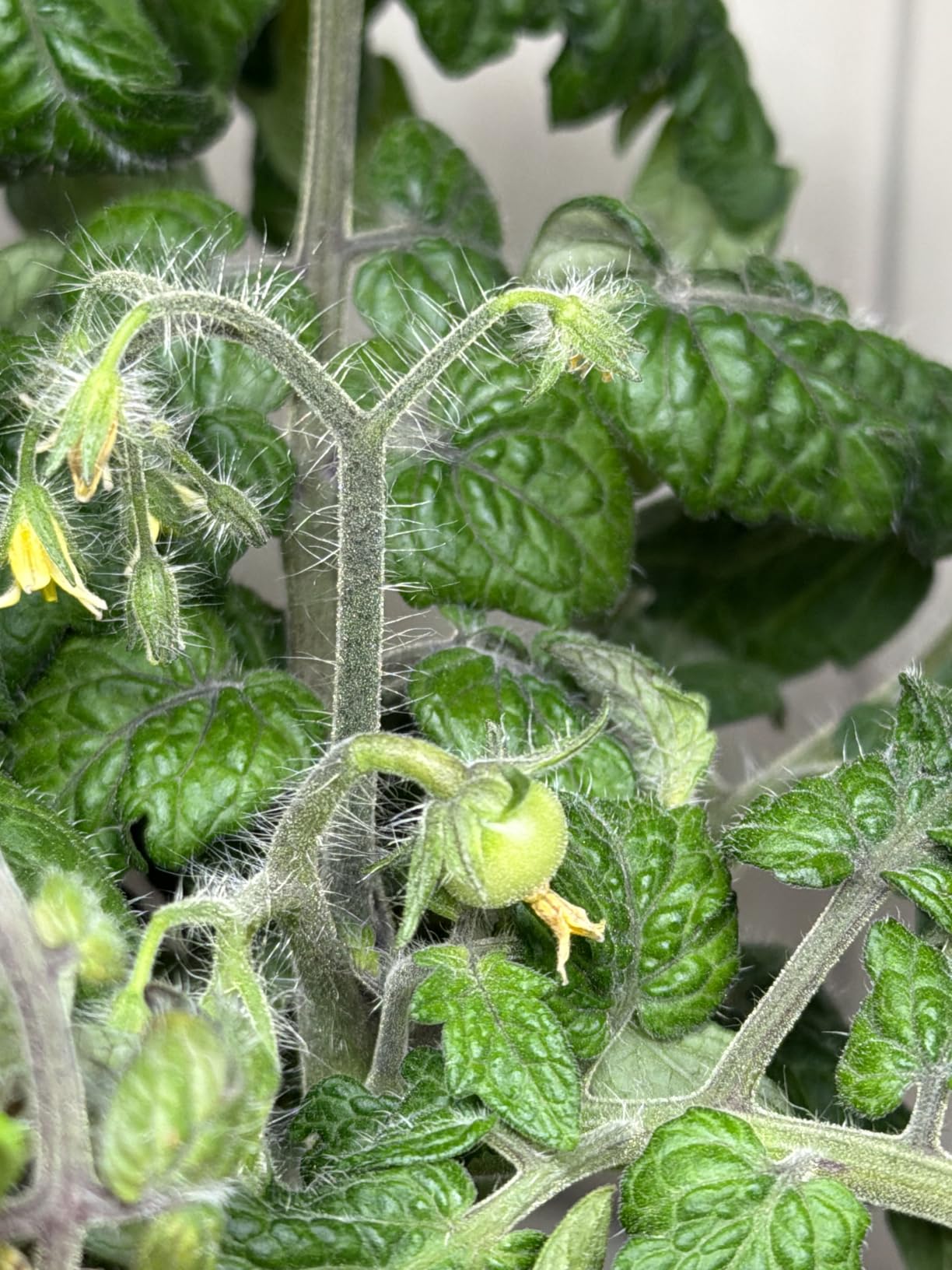 SUNCOZE Hydroponics Growing System, Compact 12 Pods Indoor Garden, Green customer photo 1