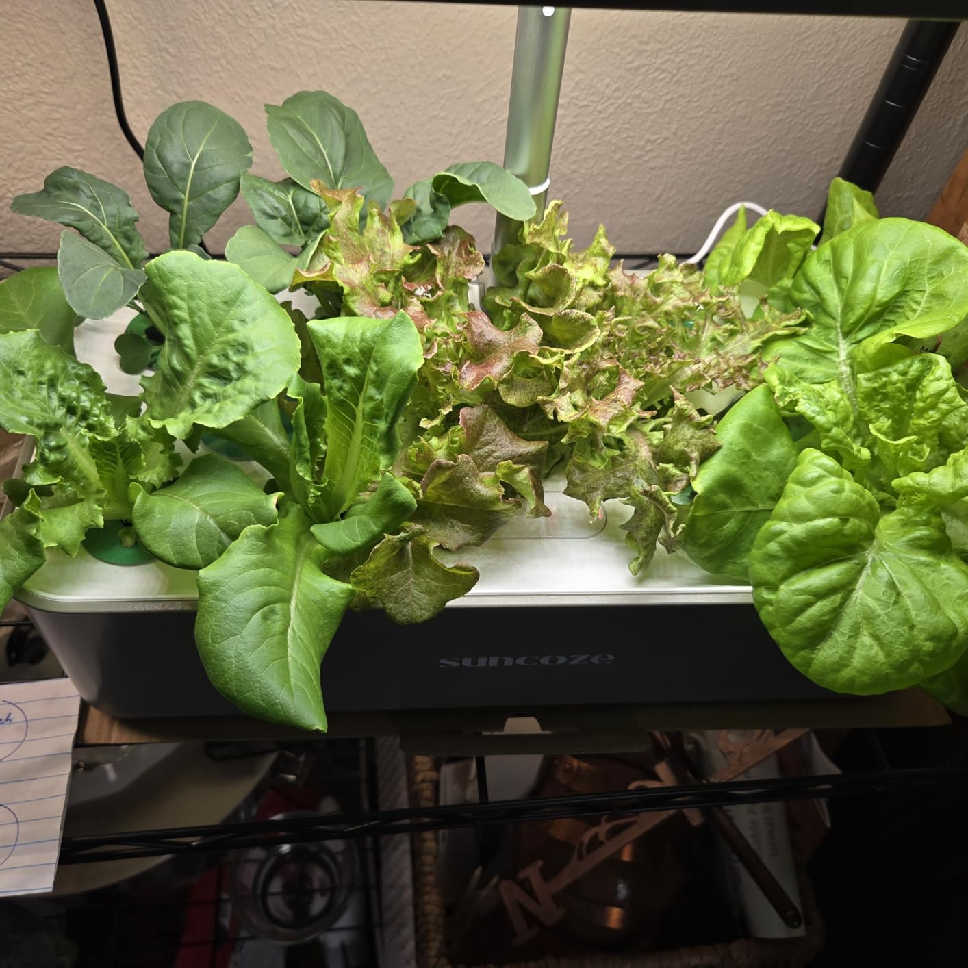 SUNCOZE Hydroponics Growing System, Compact 12 Pods Indoor Garden, Green customer photo 2
