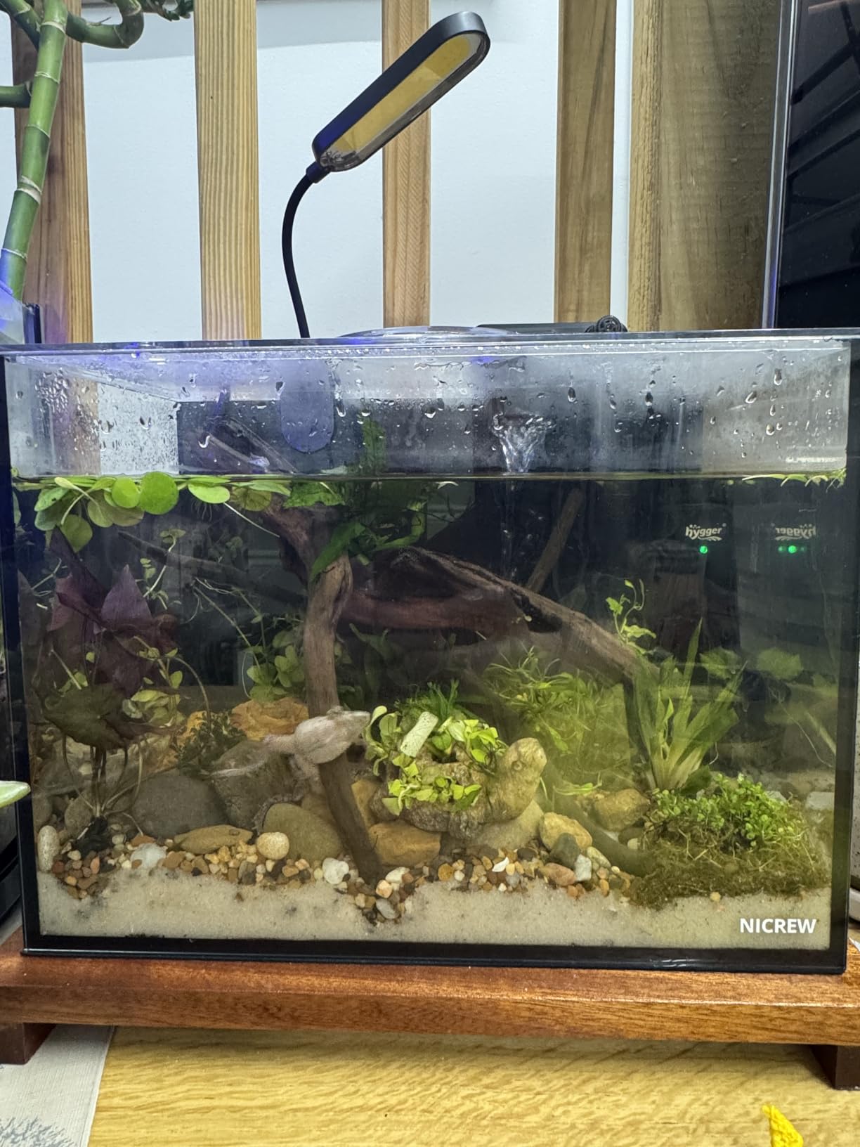 NICREW 2.5 Gallon Nano Nature Aquarium Kit Betta Fish Tank, Complete, Black customer photo 2