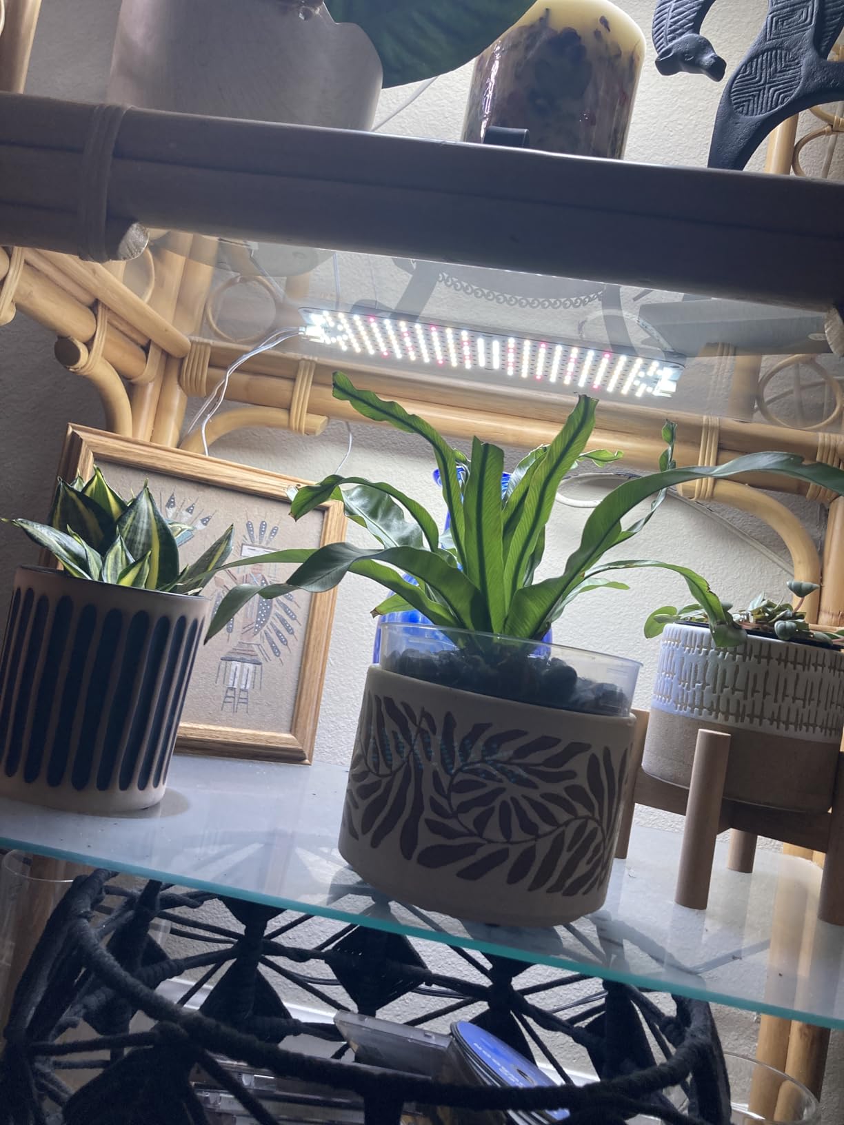 FECiDA High Output Flat Panel Grow Lights for Indoor Plants & Shelves customer photo 2