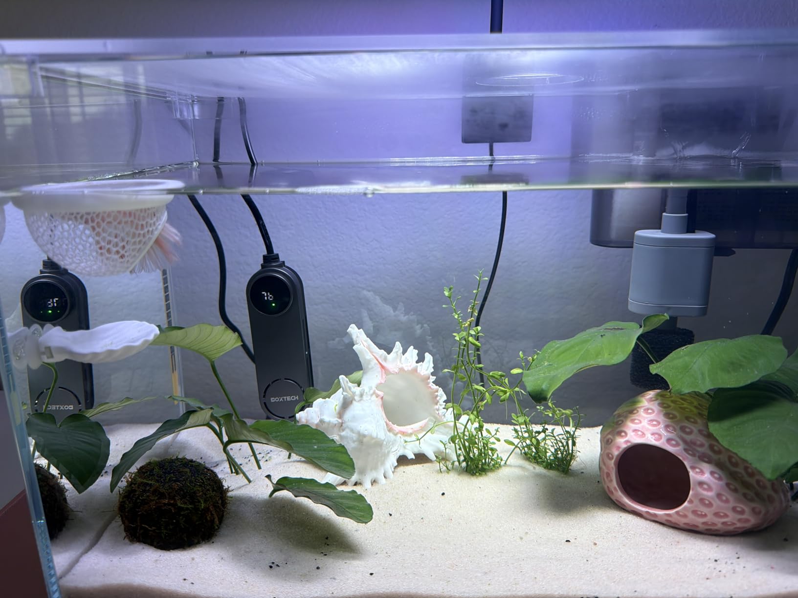 Vimvins 3 Gallon Glass Small Fish Tank, Betta Fish Tank Starter Kit with Filter, Lights,Lid. customer photo 2