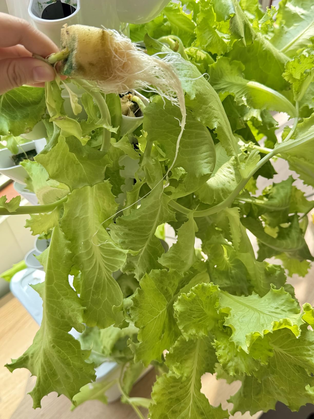 Hydroponics Growing System, 30-Plant Indoor Hydroponic Tower with Timer and Pump System, Plants Germination Kit, Vertical Hydroponic System for Gardening Lover (No Seed) customer photo 1