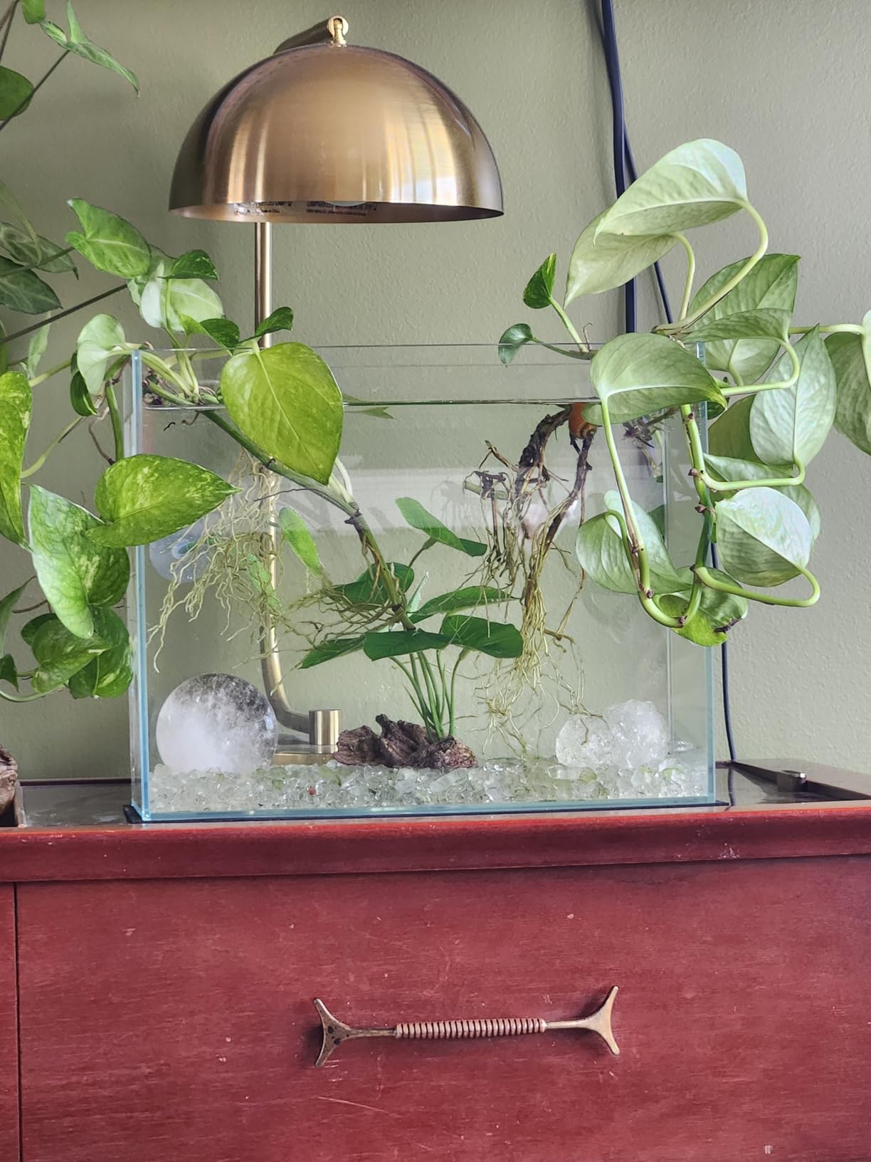 Vimvins 10 Gallon Glass Fish Tank, Easy to Maintain Small Aquarium for Betta/Goldfish/Snails/Shrimp and Aquatic Planting. customer photo 1