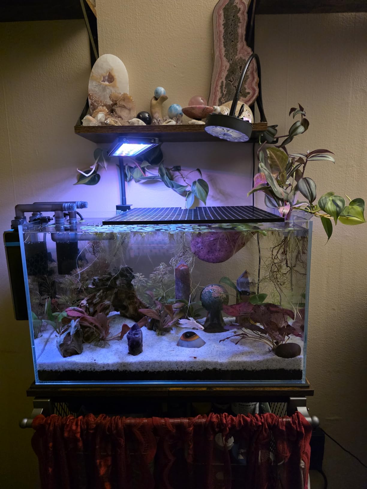 Vimvins 10 Gallon Glass Fish Tank, Easy to Maintain Small Aquarium for Betta/Goldfish/Snails/Shrimp and Aquatic Planting. customer photo 2