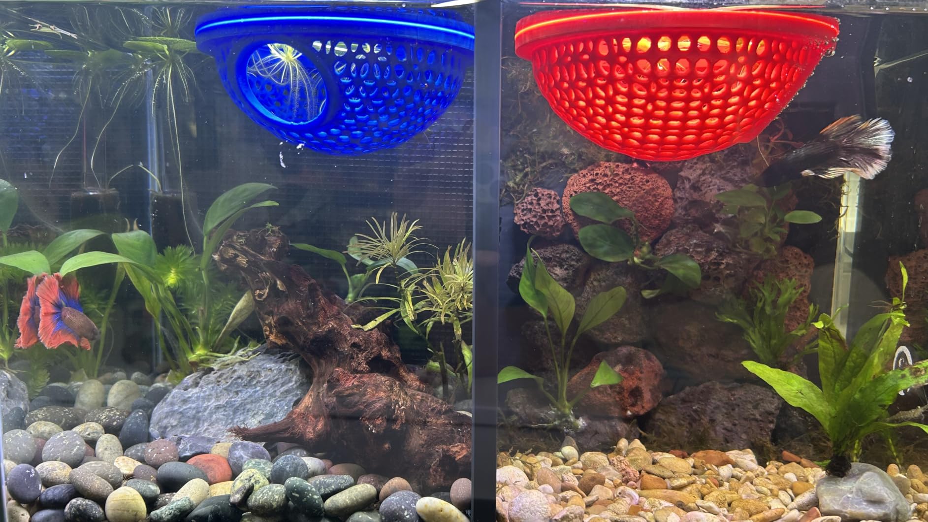 3 Gallon Small Fish Tank Glass Aquarium Set, Starter Kit with Heater Water Pump Cleaning Filter Bright Light Rocks Gravel Cleaning Tool, Leak-Proof Clear Rimless Desktop Spaces Saving Betta Fish customer photo 1