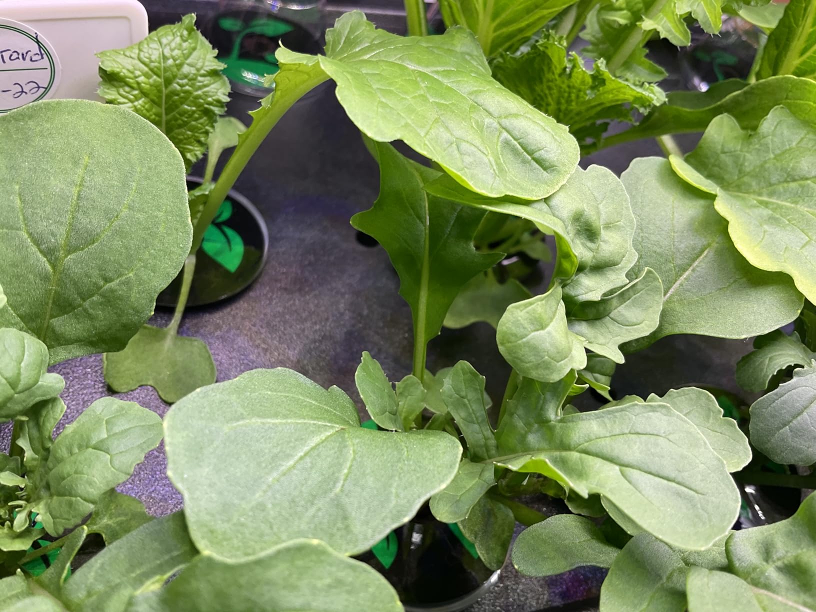Growell Hydroponics Growing System Kit with 32 Large Buckets, Indoor Garden customer photo 1