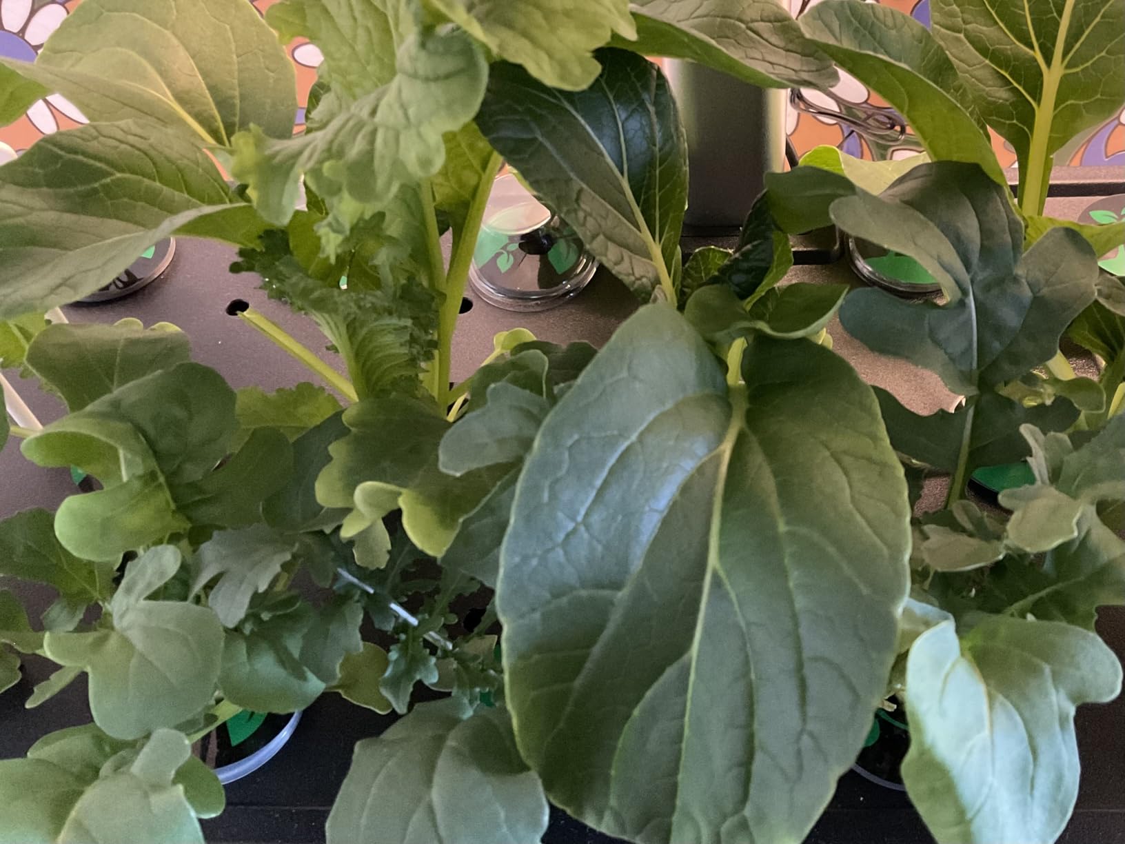 Growell Hydroponics Growing System Kit with 32 Large Buckets, Indoor Garden customer photo 2