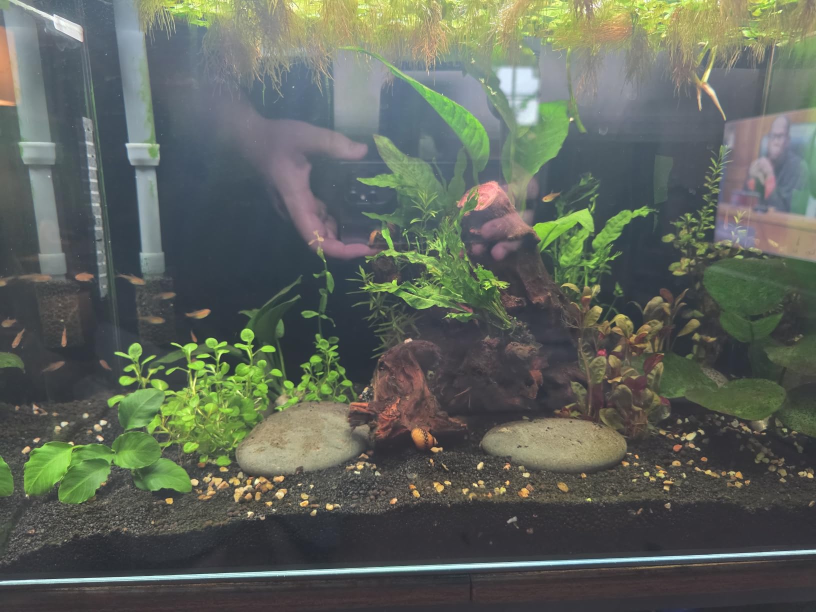 10 Gallon Aquarium Set Glass Fish Tank, Heater Self Cleaning System Filter with Media Bright Light Cleaning Tool, Leak-Proof Clear Rimless Betta Tropical Freshwater Fish customer photo 1