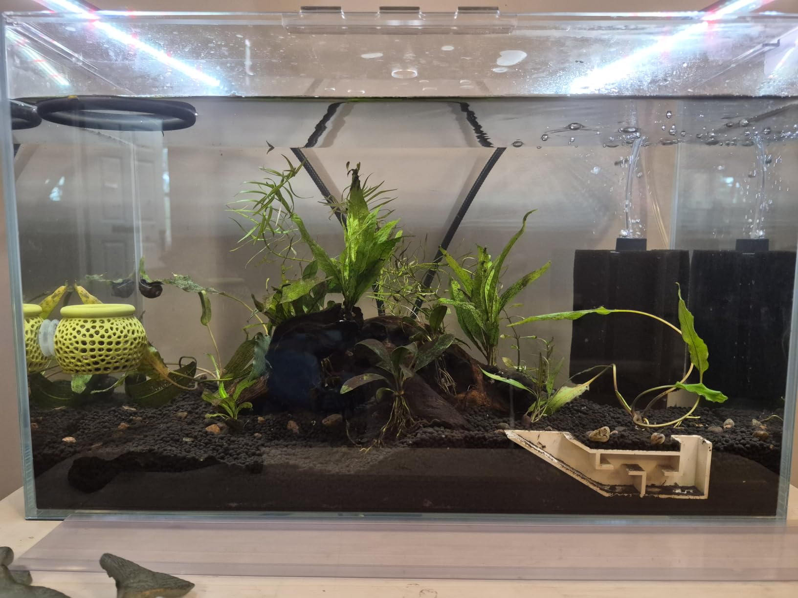6 Gallon Glass Fish Tank 5 Gallon Open-Back Lid, Small Aquarium Fish Bowl Cube for Betta Goldfish Snails Shrimp Aquatic Planting, Ultra Clear Rimless Design Low Iron customer photo 1