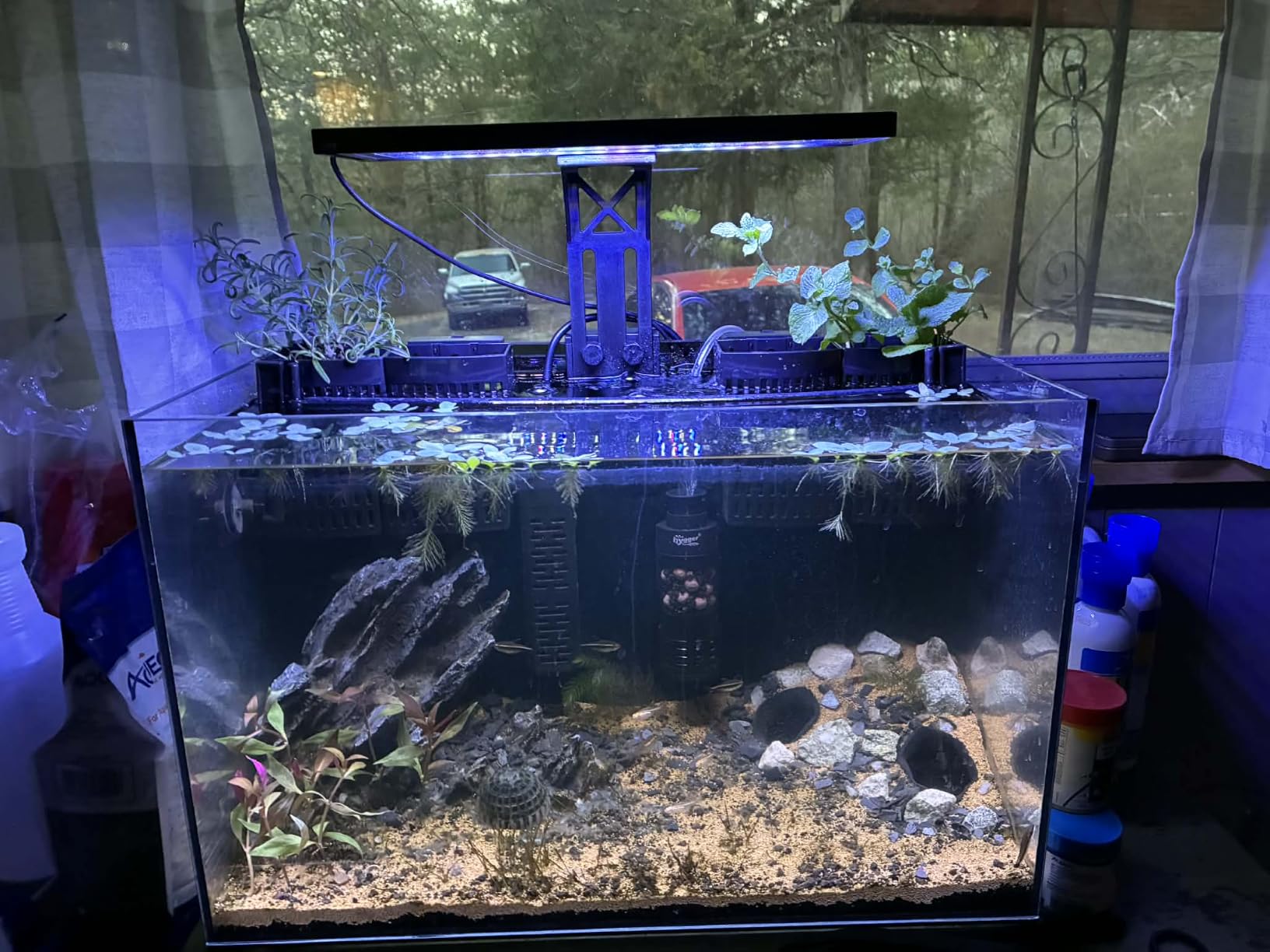 6 Gallon Glass Fish Tank 5 Gallon Open-Back Lid, Small Aquarium Fish Bowl Cube for Betta Goldfish Snails Shrimp Aquatic Planting, Ultra Clear Rimless Design Low Iron customer photo 2