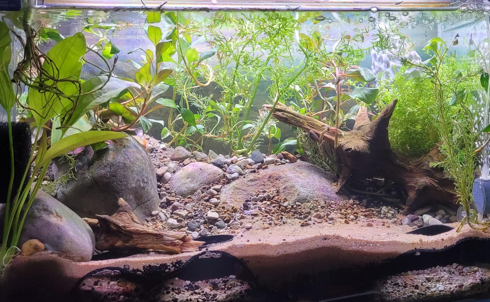 10 Gallon Glass Fish Tank Open-Back Lid, Aquarium Fish Bowl Cube for Betta Goldfish Snails Shrimp Aquatic Planting, Ultra Clear Rimless Low Iron customer photo 1
