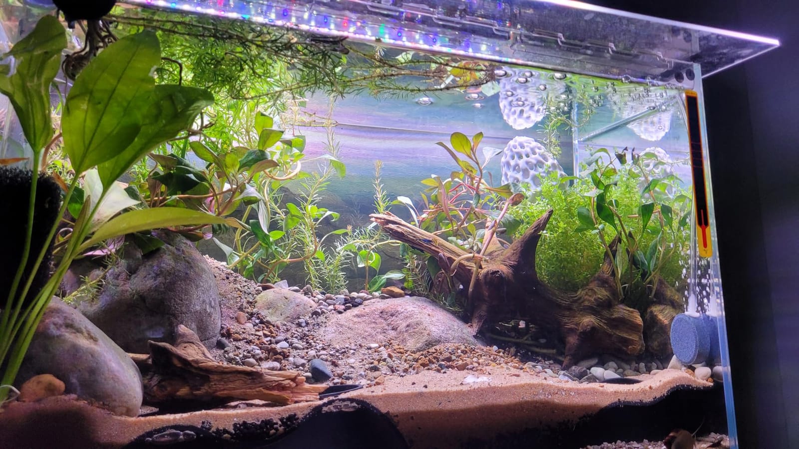 10 Gallon Glass Fish Tank Open-Back Lid, Aquarium Fish Bowl Cube for Betta Goldfish Snails Shrimp Aquatic Planting, Ultra Clear Rimless Low Iron customer photo 2