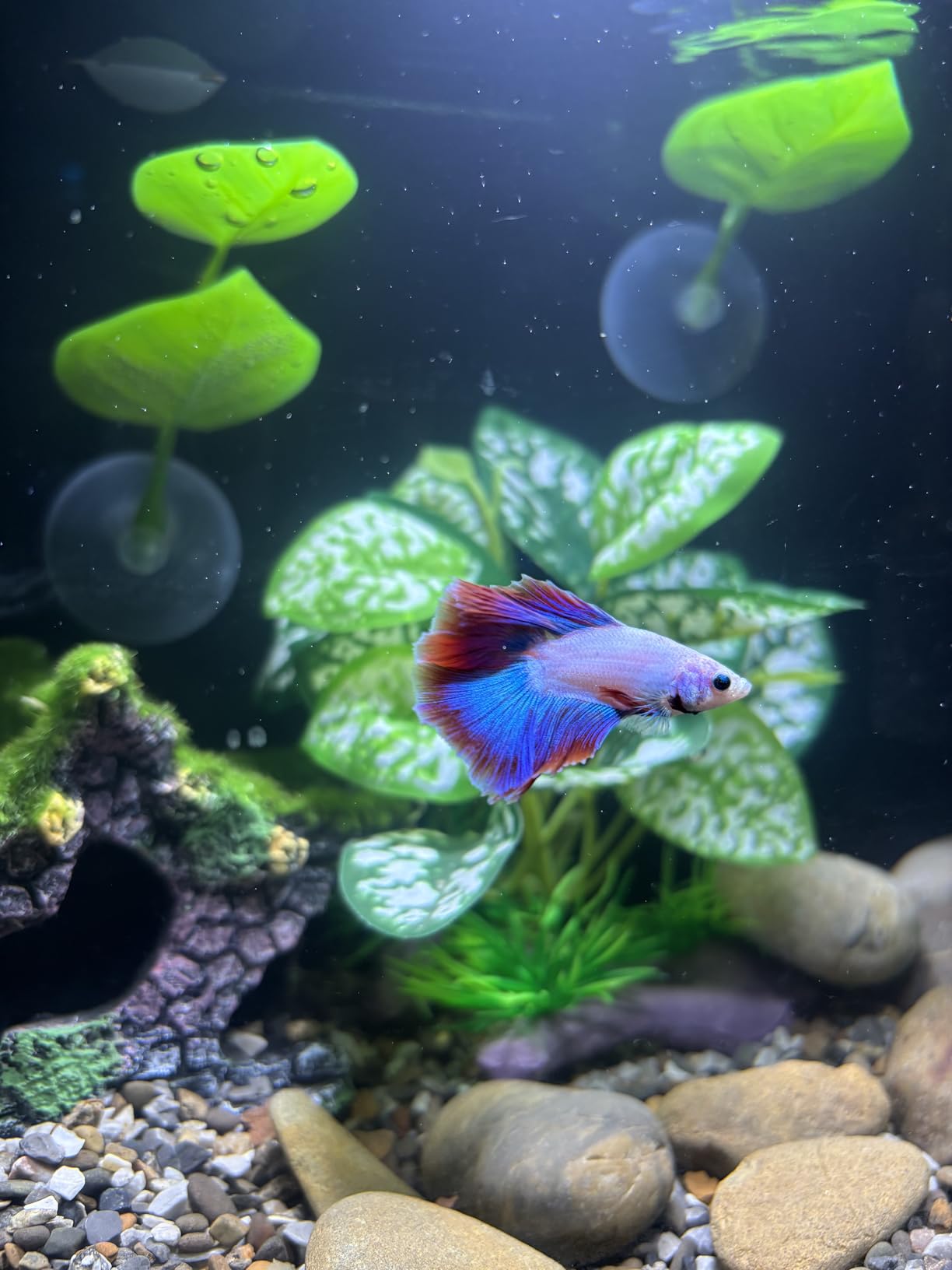 2.5 Gallon Nano Aquarium Kit, Glass Small Fish Tank Starter Kit with Light, Filter, Gravel Rock,Lid. Ultra Clear Rimless Desktop Fish Tank for Small Fish,Betta,Shrimp.Complete Version, Black customer photo 1