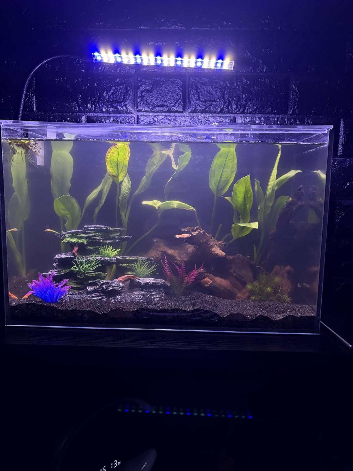 2.5 Gallon Nano Aquarium Starter Kit, Rimless Glass Fish Tank customer photo 1