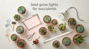 best grow lights for succulents
