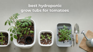 best hydroponic grow tubs for tomatoes