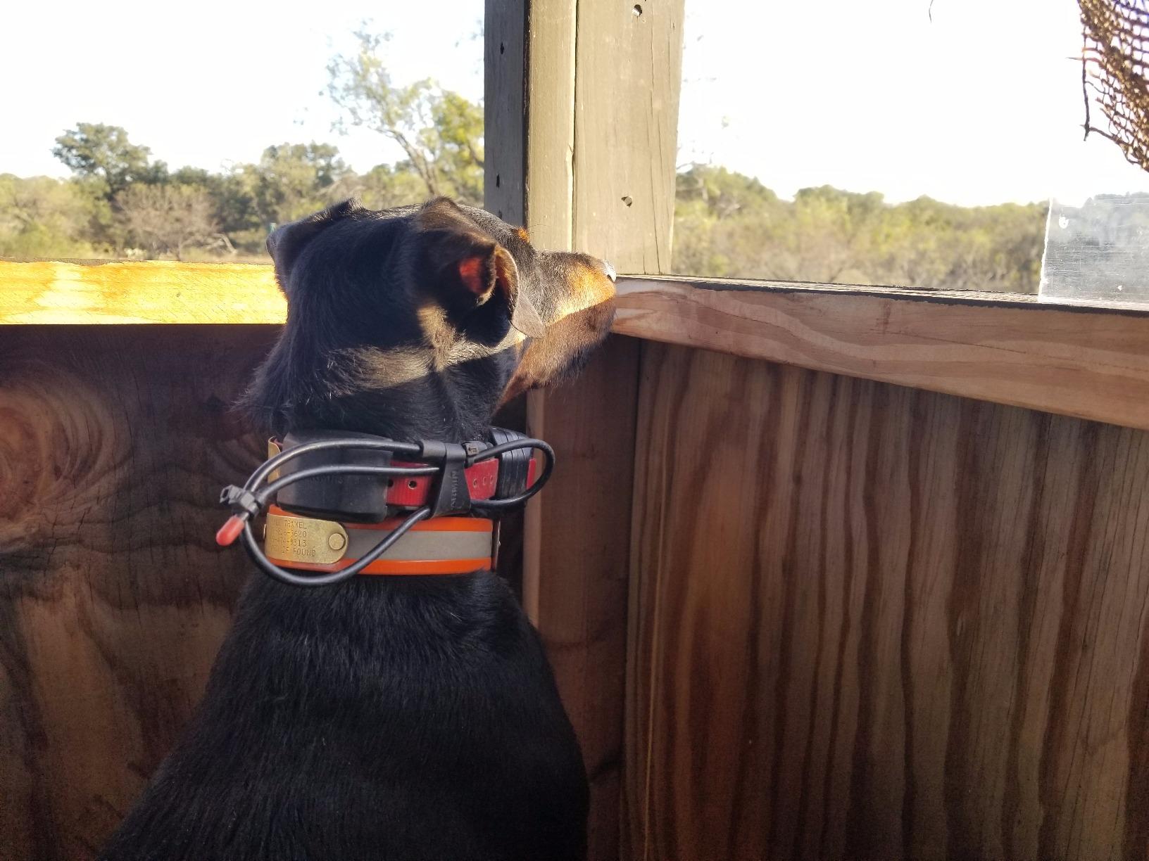 Garmin 010-01486-00 TT 15 Mini Dog Device customer photo 2