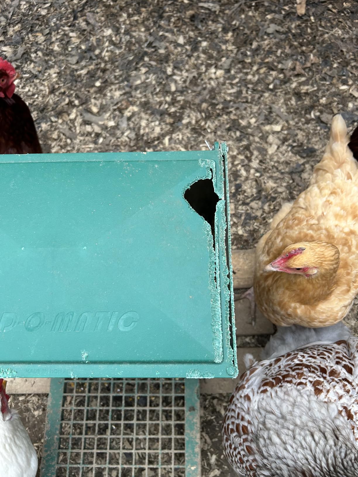 Olba B.V. Feedomatic Automatic Poultry Feeder, 12 kg customer photo 1