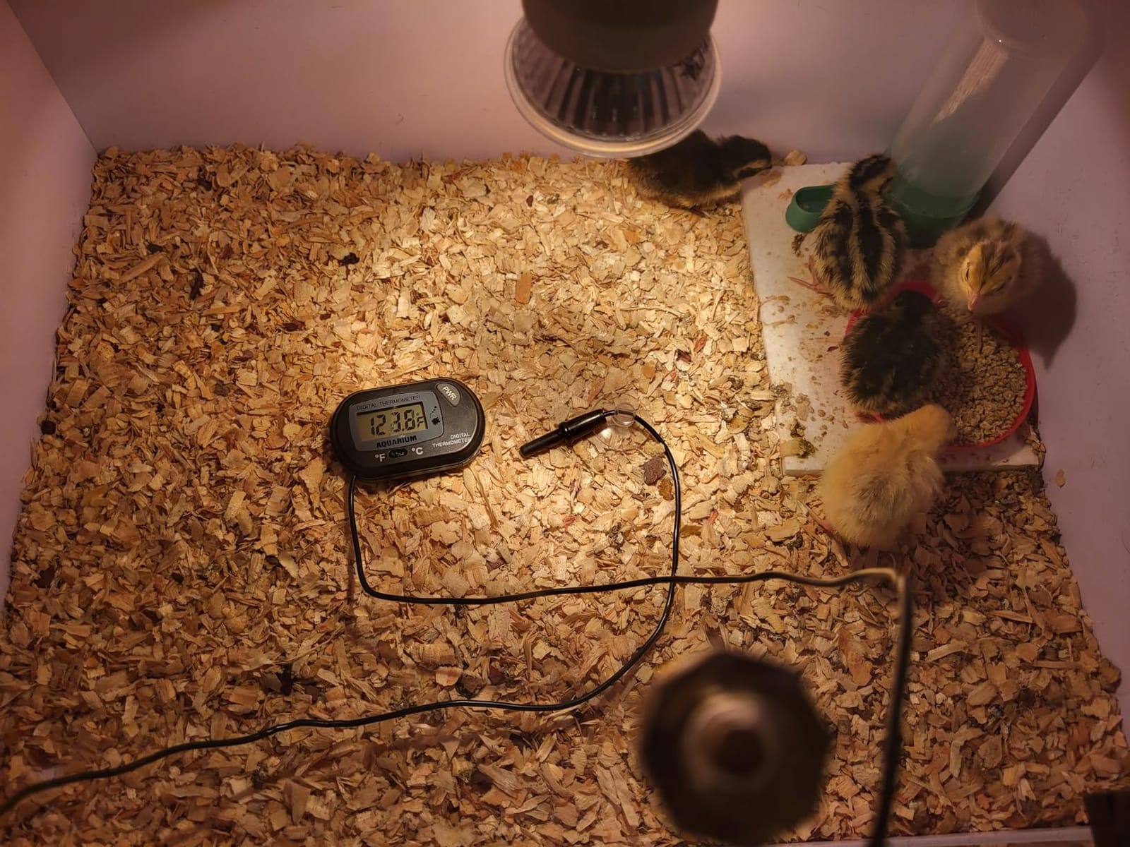 Intelligent Brooder Box Chicken brooder Quail cage Baby Chicken Supplies customer photo 1
