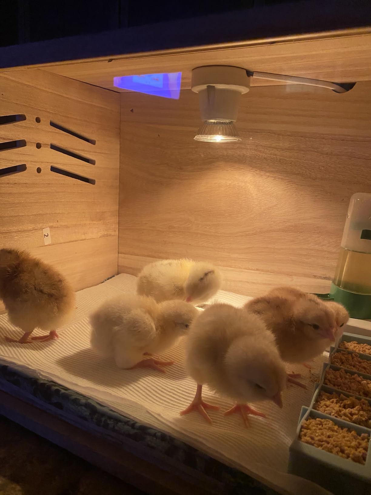 Chicken Brooder Box for Chicks & Quail with 3 Absorbent Pads, Feeder and Waterer - Adjustable Temperature Control Brooding Box for Small Chicken Coop & Quail Cage (15.7x12x12 Inches) customer photo 2