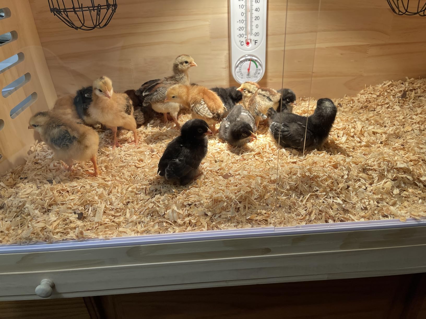 Wooden Chick Brooder Box with Heat Lamp and Thermometer, 15.7 x 12 x 12 in customer photo 1