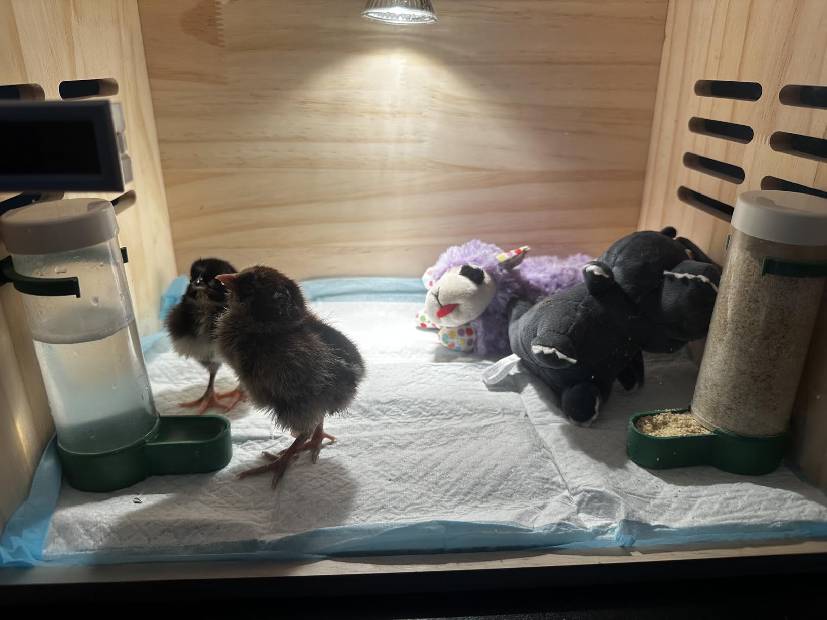 Wooden Chick Brooder Box with Heat Lamp and Thermometer, 15.7 x 12 x 12 in customer photo 2
