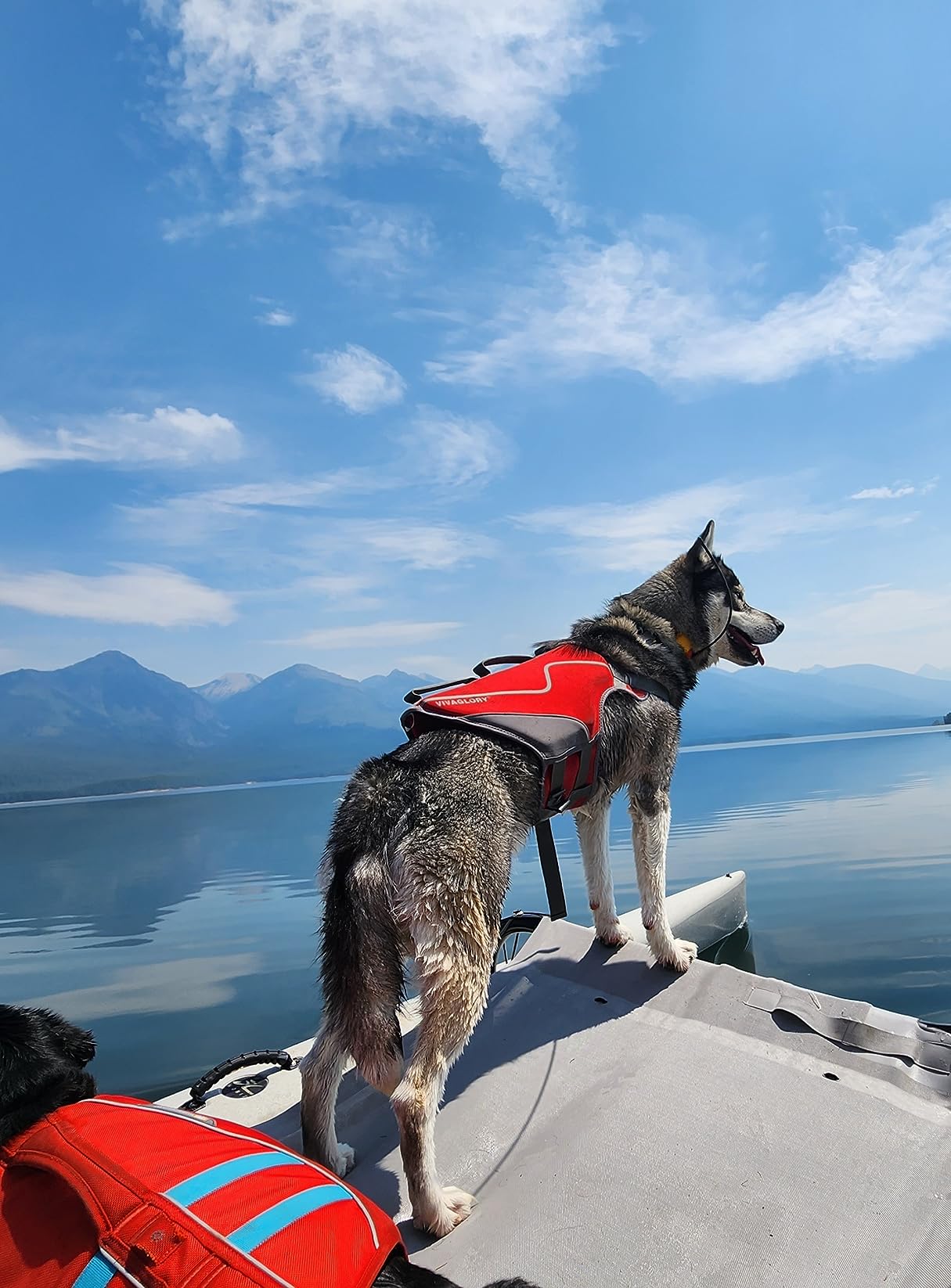 Dogtra PATHFINDER2 Compass Live GPS Dog Tracking & Training System - 9-Mile Range E-Collar Handheld with No Subscription, Offline Maps, GPS Fence, Expandable up to 21 Dogs, for Dogs 35+ lbs customer photo 1